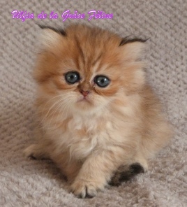 Ulfia de la Grâce Féline