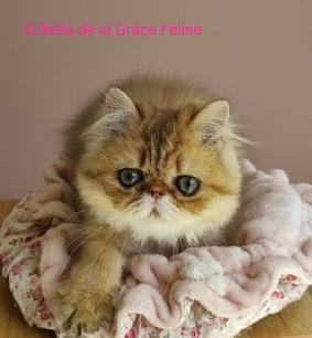 Si Bella de la Grâce Féline
