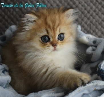 Toretto de la Grâce féline