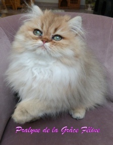 Pralyne de la Grâce Féline