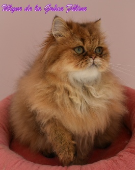 Ulyne de la Grâce Féline