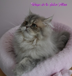 Thésya de la Grâce Féline